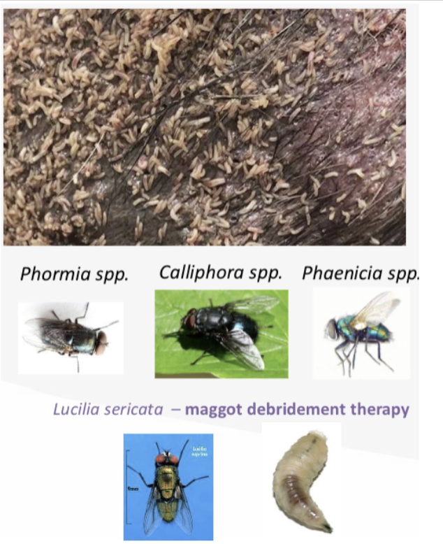 <p>Whats this fly’s common name?</p>