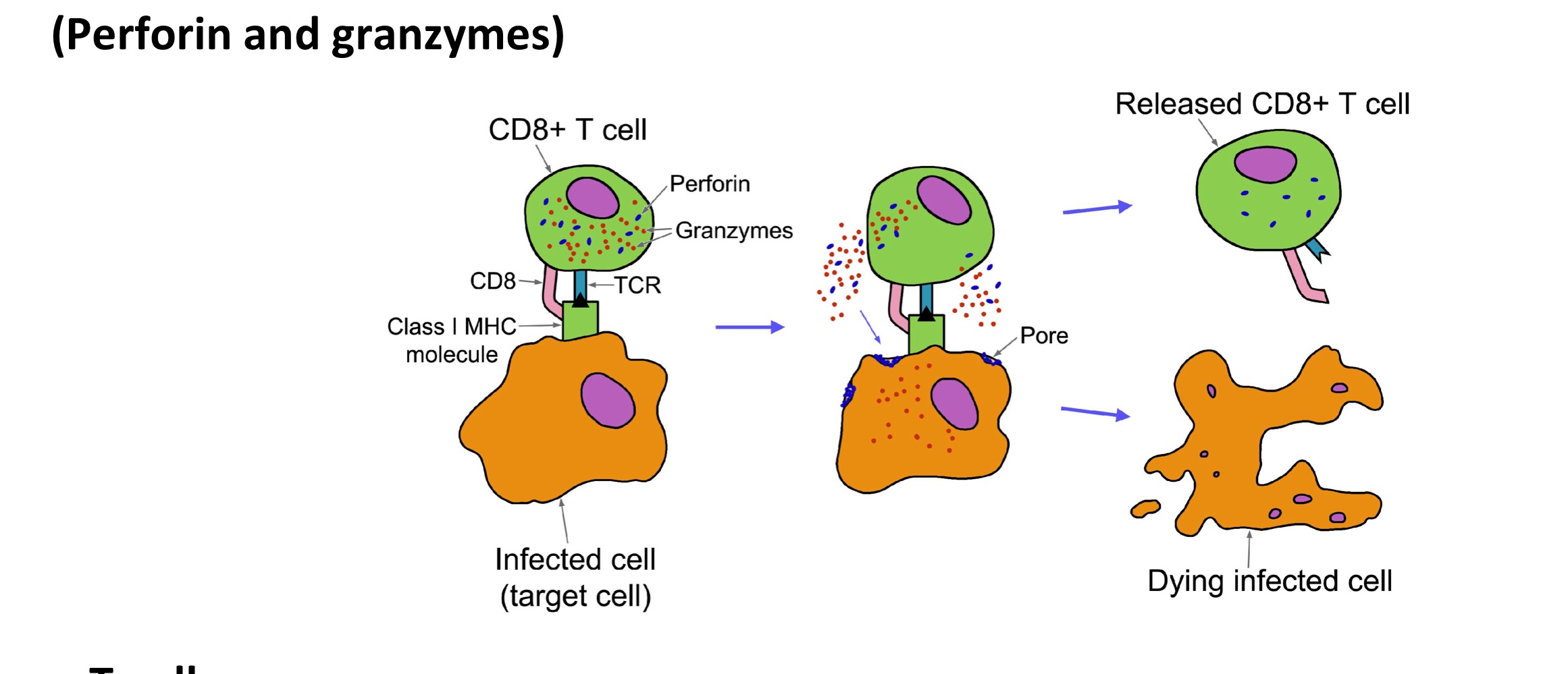 <ol start="2"><li><p>Memory T-cells</p></li></ol><p></p><ul><li><p>Require re-stimulation to differentiate + divide → into (<strong>Effector cells + more memory cells</strong>)</p></li><li><p>Half life of 5 years</p></li></ul><p></p>