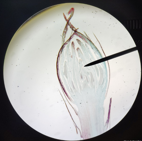 <ol><li><p>vascular or avascular</p></li><li><p>sporophyte or gametophyte</p></li><li><p>Seeds or seedless</p></li><li><p>male or female </p></li></ol><p></p>