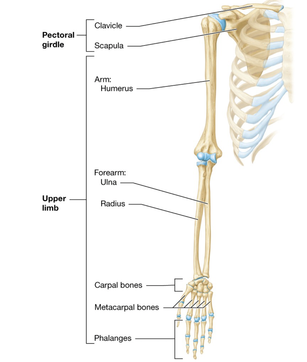 <p>Consists of two bones, the Clavicle and Scapula, that support the upper limb</p>