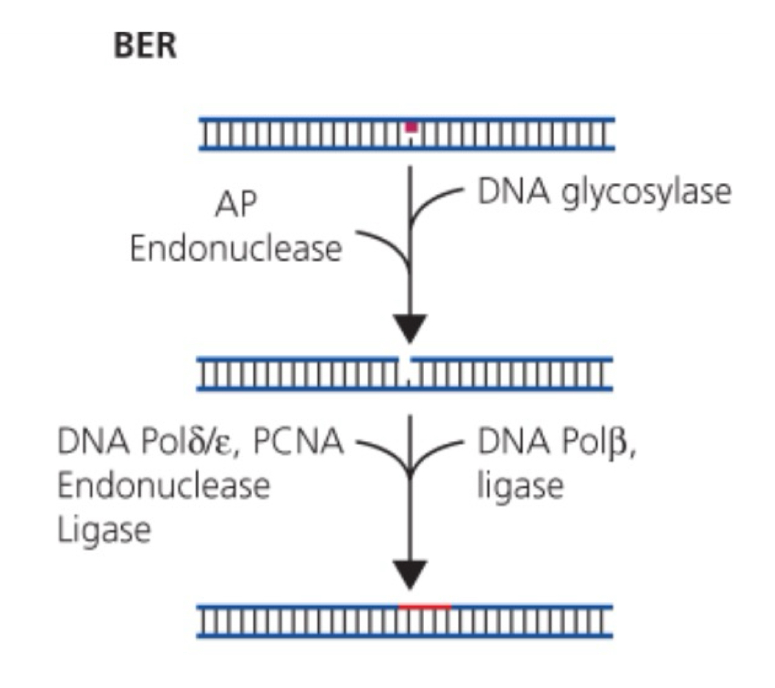 <ul><li><p>Constantly scan for errors</p></li><li><p>Glycosylases initiate excision of damage</p><ul><li><p>Specific glycosylases for specific types of altered bases</p></li></ul></li><li><p>Flips nucleotide out of helic, cleavage of abnormal bases</p><ul><li><p>Creates apurinic or apyrimidinic sites (AP sites)</p></li></ul></li><li><p>Recognized by AP endonucleases</p><ul><li><p>Excise sugar phosphate groups</p></li></ul></li><li><p>Addition of nuclotides:</p><ul><li><p>Short patch (1 nucleotide) = Pol β</p></li><li><p>Long patch (2-10 nucleotides) = Pol ε/δ</p></li></ul></li><li><p>Ligase seals nick</p></li></ul><p></p>