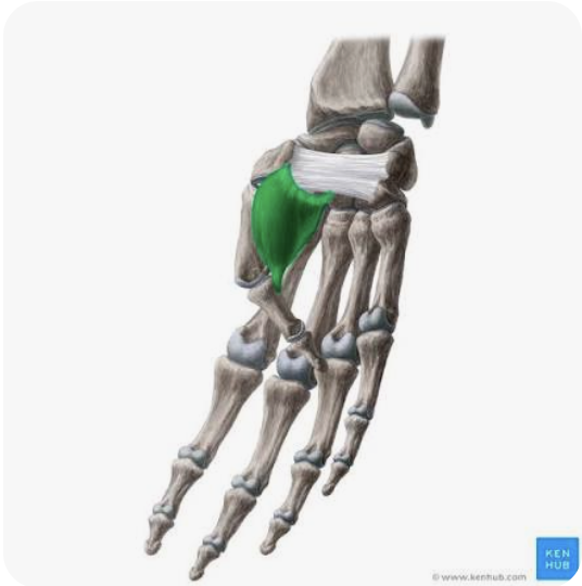 <p>A: Flexion of digit 1</p><p>N: Median nerve</p>