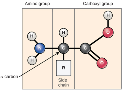 <p>amino acid</p>