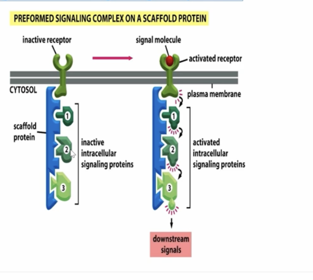 <p>non enzymatic proteins that act as an adaptor and keep intracellular signaling proteins organized</p>