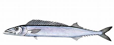 <p>barracouta</p>