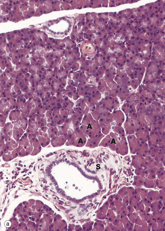 <p>Identify the Organ and Structures?</p>