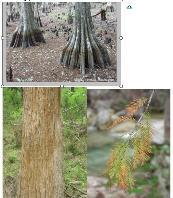 <p>•</p><p>Cupressaceae</p><p>•</p><p>Restricted to moist areas</p><p>•</p><p>Wood is most decay-resistant in SE</p><p>•</p><p>Deciduous conifer</p><p>•</p><p>Key Characters:</p><p>•</p><p>2-ranked needles on deciduous branchlets</p><p>•</p><p>Cypress knees</p><p>•</p><p>Shreddy bark</p>