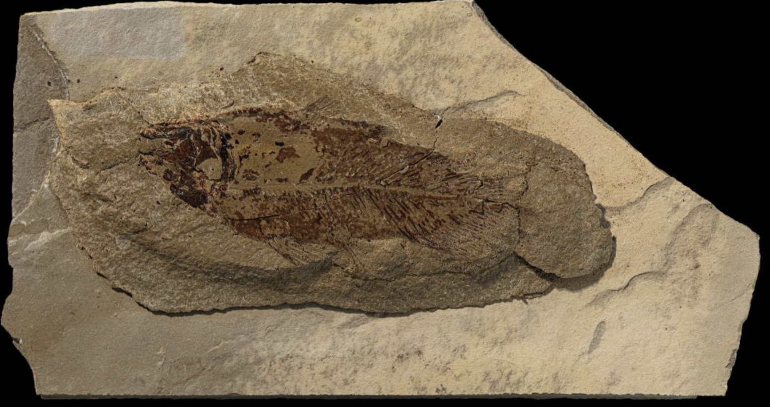 <p>fin looks lighter than body + no visible scales</p>