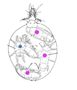 <p>Consider a mite species where females always produce four offspring that mate before they emerge from the mother. How many grandchildren (F2) would it produce if it produced offspring in a 3:1 female to male sex ratio?</p><p>A. 4<br>B. 8<br>C. 12<br>D. 24</p>