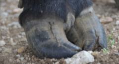 <p>How do you treat incomplete vertical wall cracks in cows?</p>