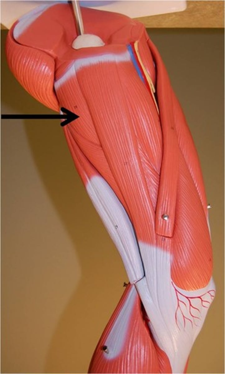 <p>Action - adducts thigh</p>