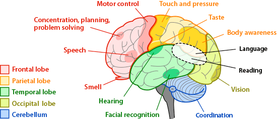 <p>b. parietal area</p>