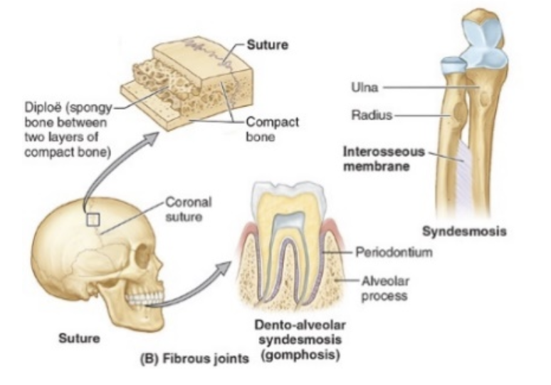 <ul><li><p>Bones are physically connected to one another by fibrous connective tissue</p></li><li><p>Little, if any, movement occurs at these joints</p></li><li><p>examples include the sutures of the skull, the ligamentum flavum of the vertebral column, and the interosseous membrane between the tibia and fibula</p></li></ul><p></p>
