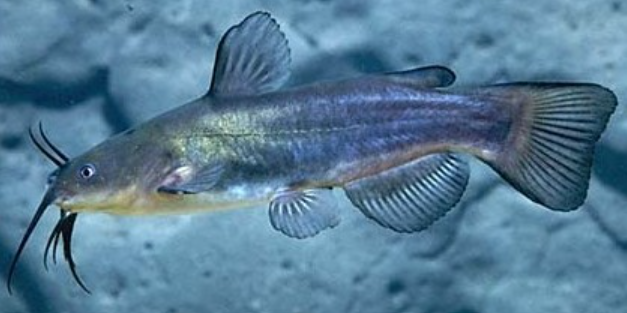 <p>Black bullhead </p>