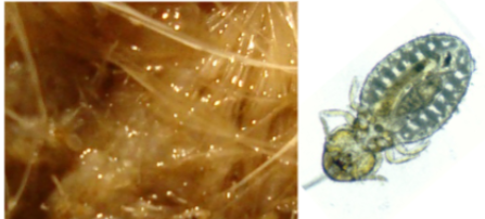 <p>presence of adult lice + eggs on skin / wool </p>