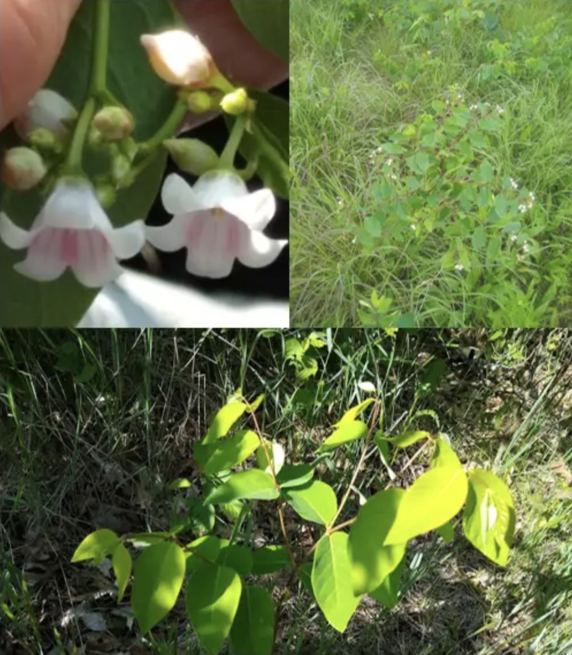 <p><em>Apocynum spp.</em></p>