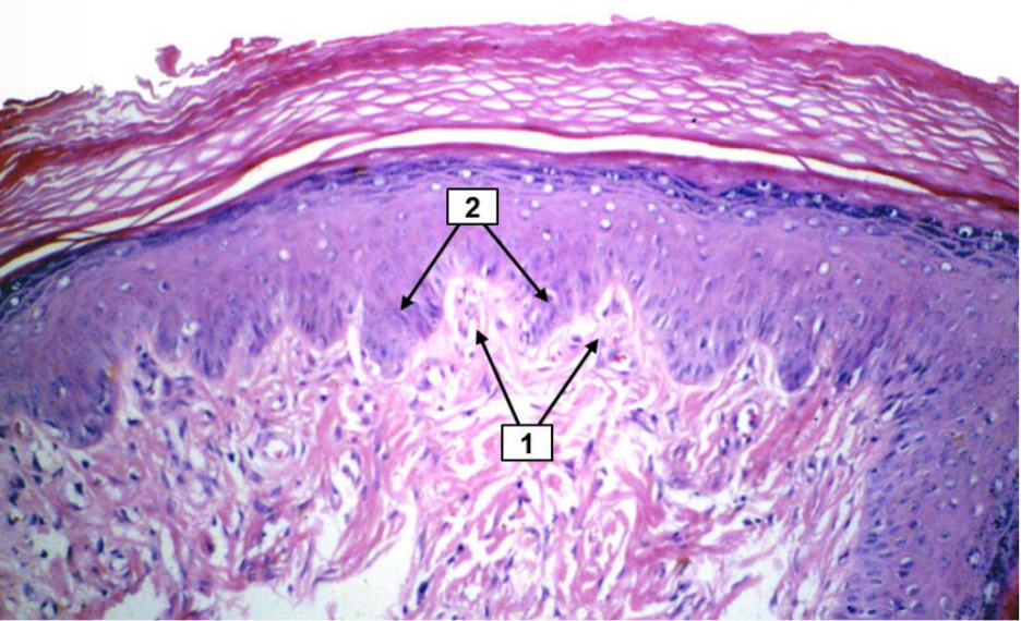 <p>Name the structure indicated by 2.</p>