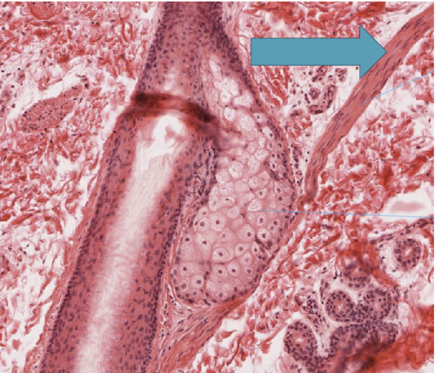 <p>Identify the structure</p>