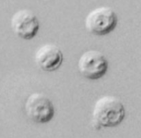 <p>Genus and species</p>