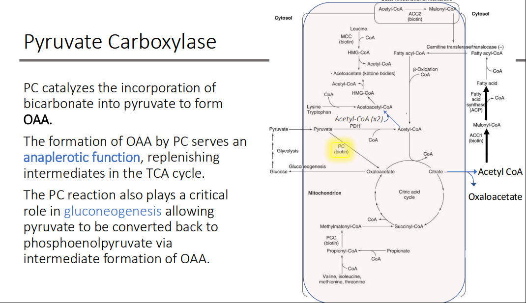 <p>phosphoenolpyruvate via intermediate formation of OAA.</p>