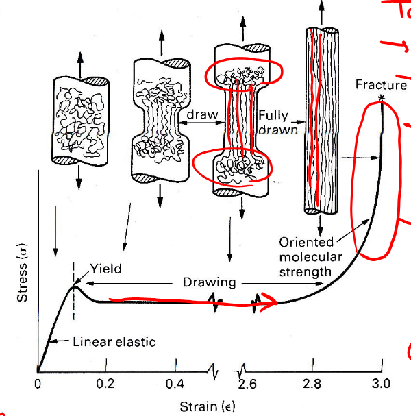 <p>Tangled chains → neck formation → chain alignment → fully drawn polymer → fracture</p><p>Strong strength-hardening b/c chains cannot untangle anymore, a higher force is needed to continue</p><p>At fracture, aligned chains and covalent bonds cannot withstand the load, so fracture occurs </p>