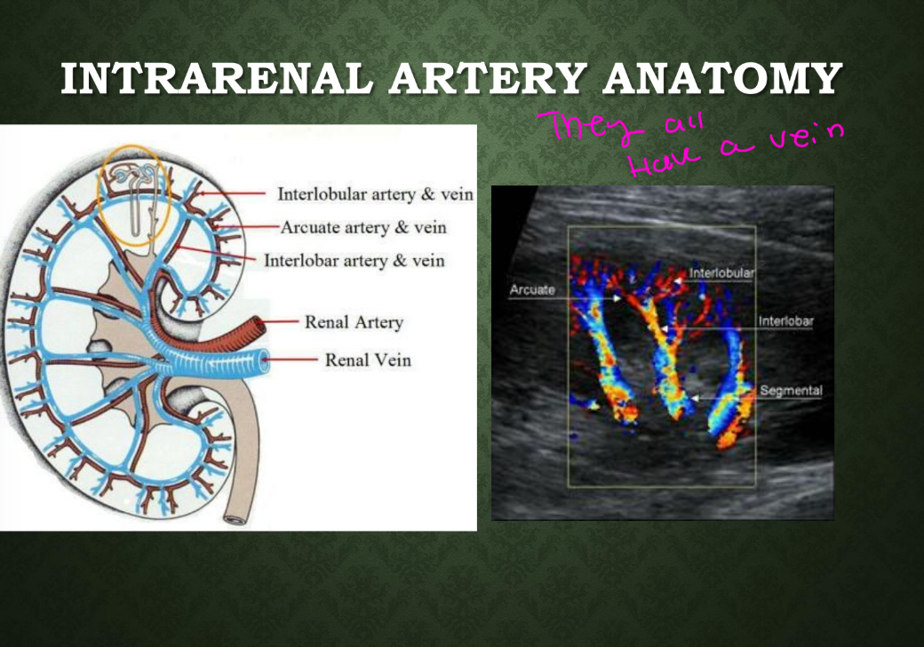 <p>Which renal artery runs parallel to the cortical surface?<br>→ Arcuate artery</p>
