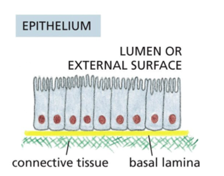 <p>Hvorfor er basal lamina vigtig i epithel?</p>