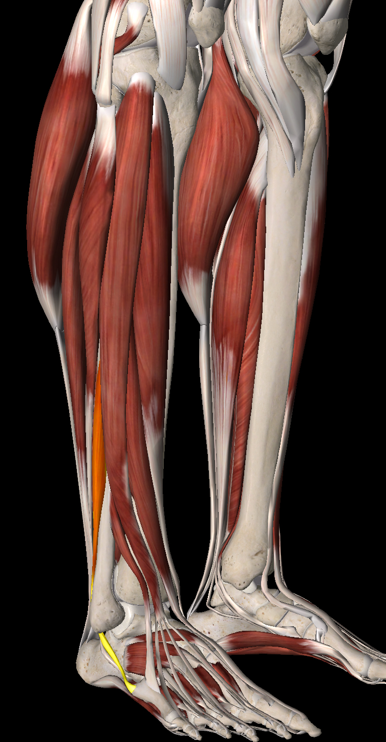 <p>What muscle is this?</p>