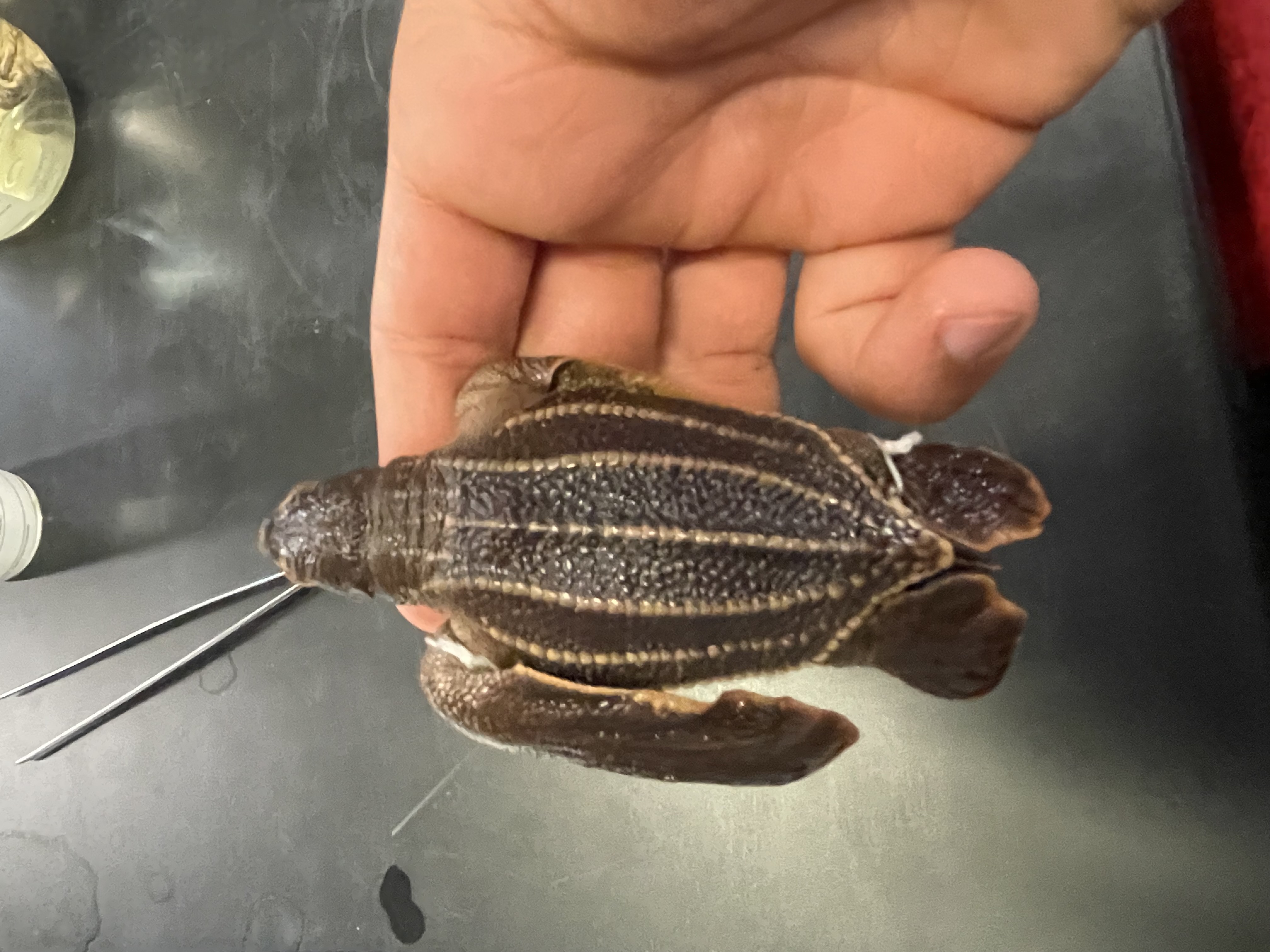 <p>Genus and species</p>