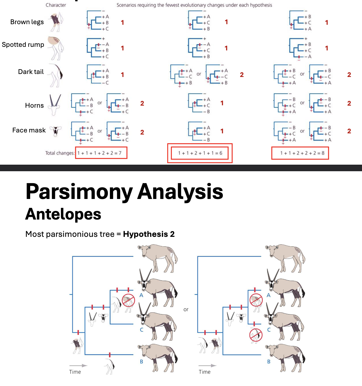 <ul><li><p>under parsimony, our most likely tree is that which minimizes the # of evolutionary changes </p></li><li><p>maximum parsimony= fewest changes</p><ul><li><p>this approach gives no other cause for preferring one tree over another </p></li></ul></li></ul><p></p>