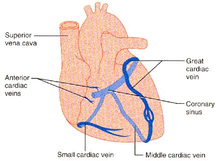 <p>{TYPE OF BLOOD VESSEL}</p>