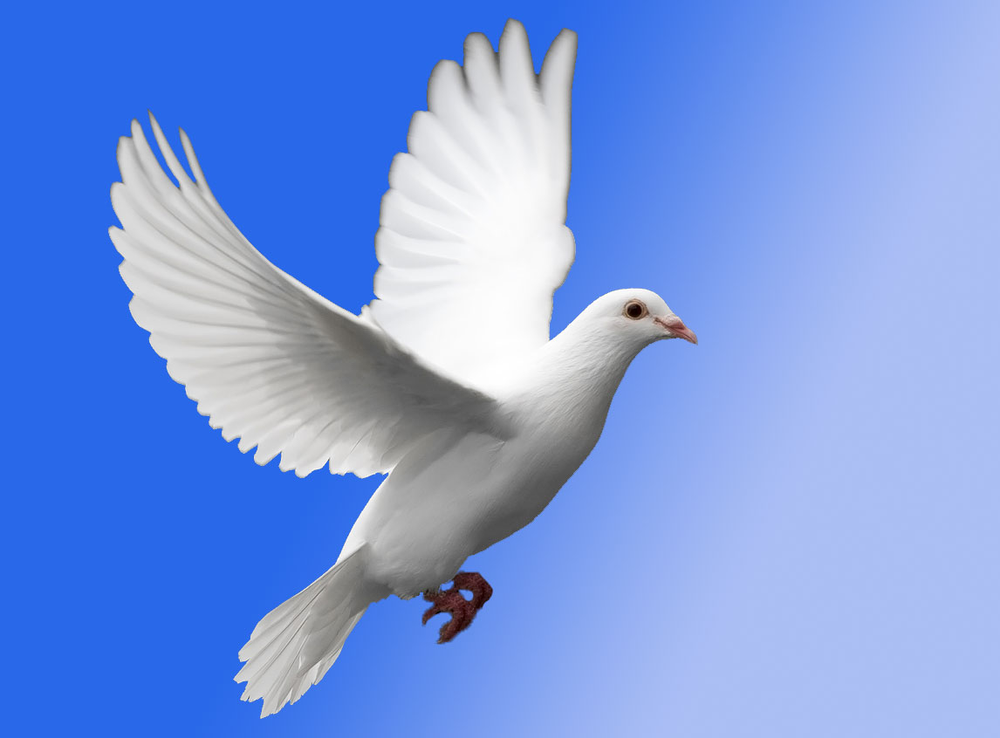 <p>dove</p>
