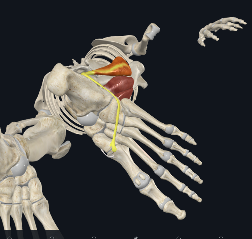 <p>where does this following muscle distally attach (fibularis longus)?</p>