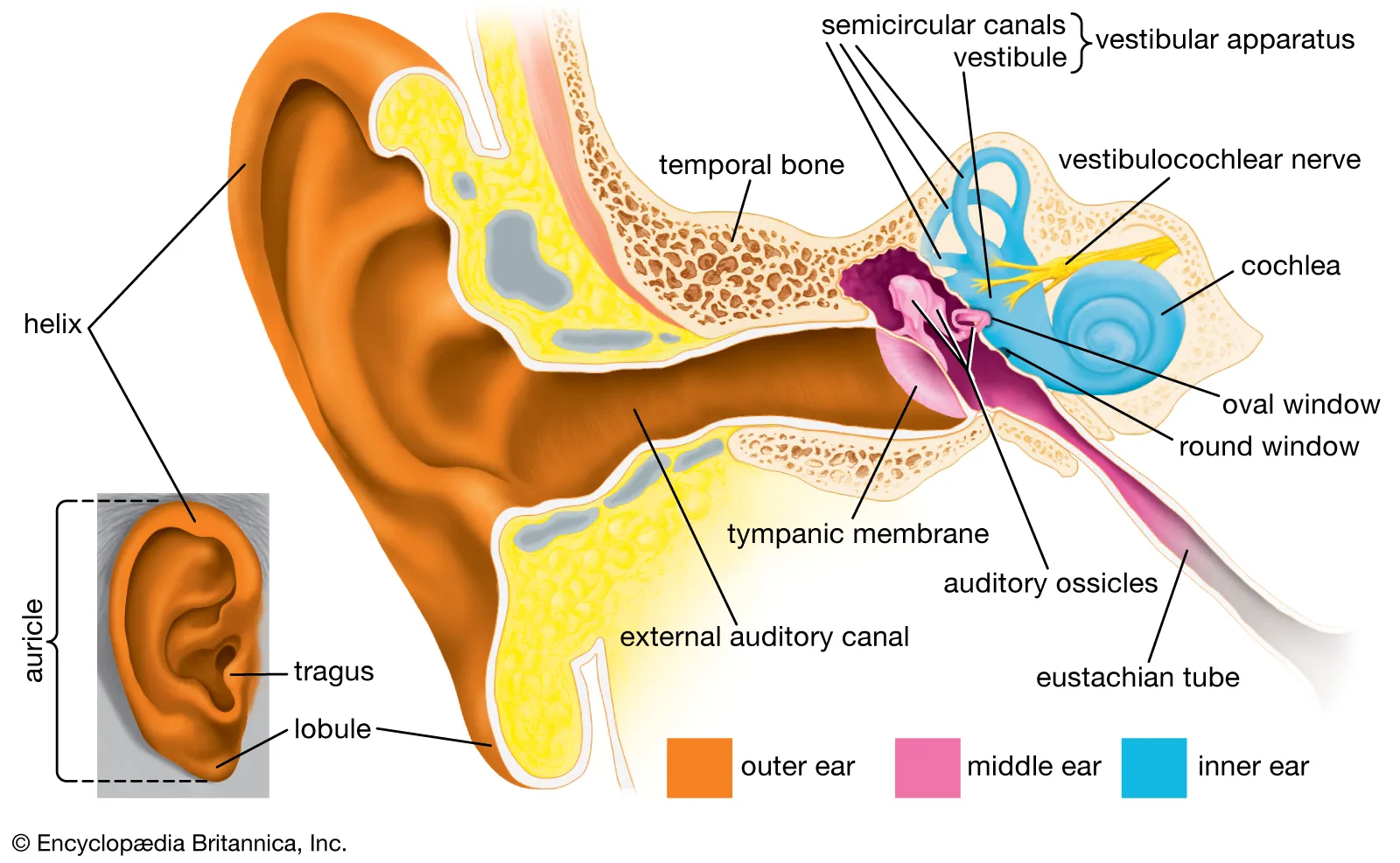 <p>Tympanic Membrane</p>