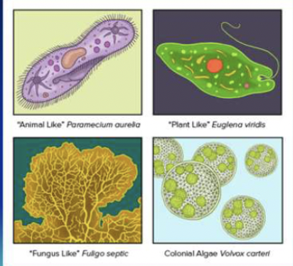 <p>What contributes to the functional diversity of protists? (how they live and behave) </p>