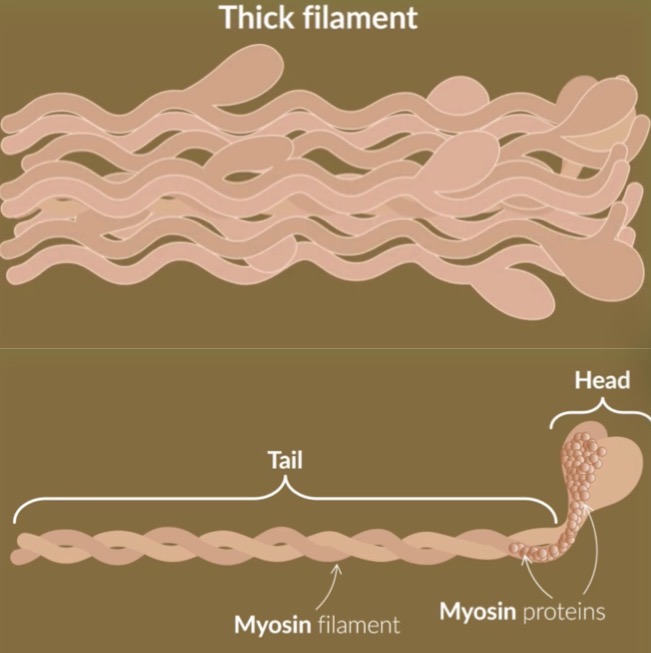 <p>made up of a bundle of threads </p><p>each thread consists of 2 myosin filaments wrapped around each other </p><p>each myosin filament strand ends in a head structure </p><p>the tail and the head are made up of myosin proteins </p>