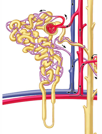 <p><span style="color: rgb(134, 38, 185);"><strong>Tiny blood vessels</strong></span> that wrap around the <span style="color: rgb(180, 163, 39);"><strong>renal tubules</strong></span> in the kidney</p>