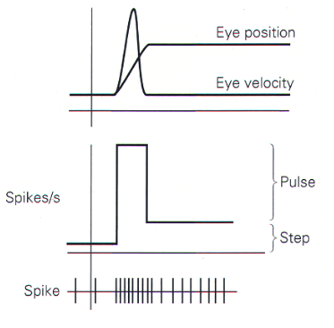 <p>the saccadic signal</p>