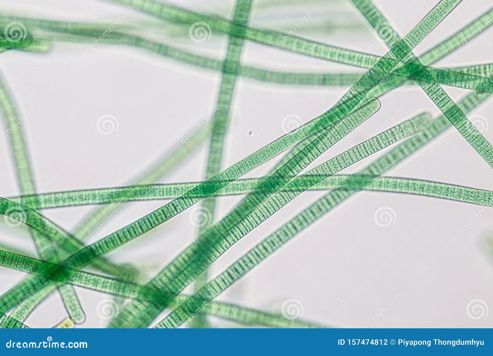 <p>What organism does this show?</p>