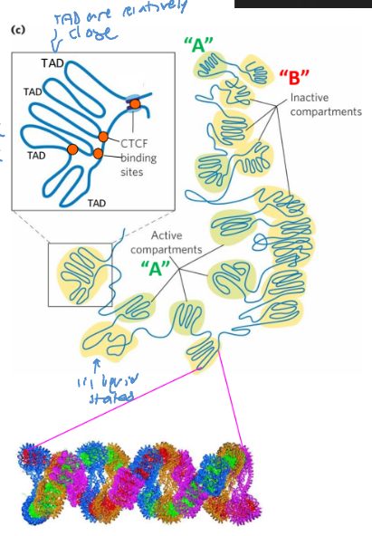 <ul><li><p>large segments of DNA are organized in loops</p></li><li><p>binding of CTCF, cohension, and topoisomerase II to bordering sites brings the DNA into these loops</p></li><li><p>The TADs are relatively close </p></li></ul><p></p>