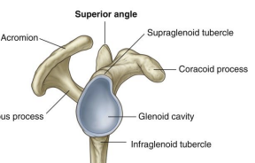 <p><span>Supraglenoid tubercle is an attachment point for which muscle?</span></p>