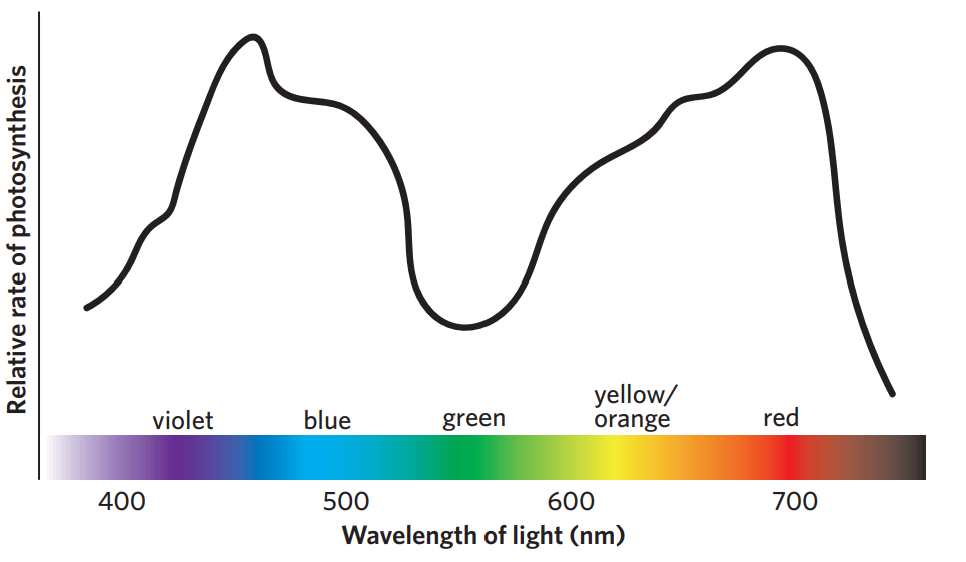 <ul><li><p>the greatest rate of photosynthesis occurs in violet or red light</p></li><li><p>lowest at green wavelength, because green is reflected (explains why chlorophyll is green)</p></li></ul><p></p>