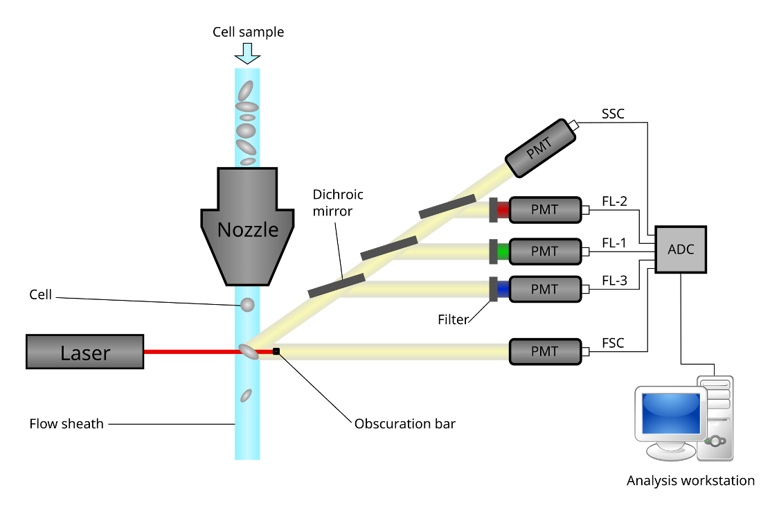 <ul><li><p><span><strong>Cells pass through</strong> a narrow <strong>channel </strong>one at a time</span></p></li><li><p><span><strong>Light</strong> is used to <strong>illuminate the cells</strong> in the channel</span></p></li><li><p><span>A series of <strong>sensors detect</strong> the specific </span><span style="color: red;">light scattering and fluorescent characteristics</span><span> of <strong>each cell</strong></span></p></li><li><p><span style="color: green;"><strong>Fluorescence-activated cell sorting</strong></span></p></li></ul><p></p>