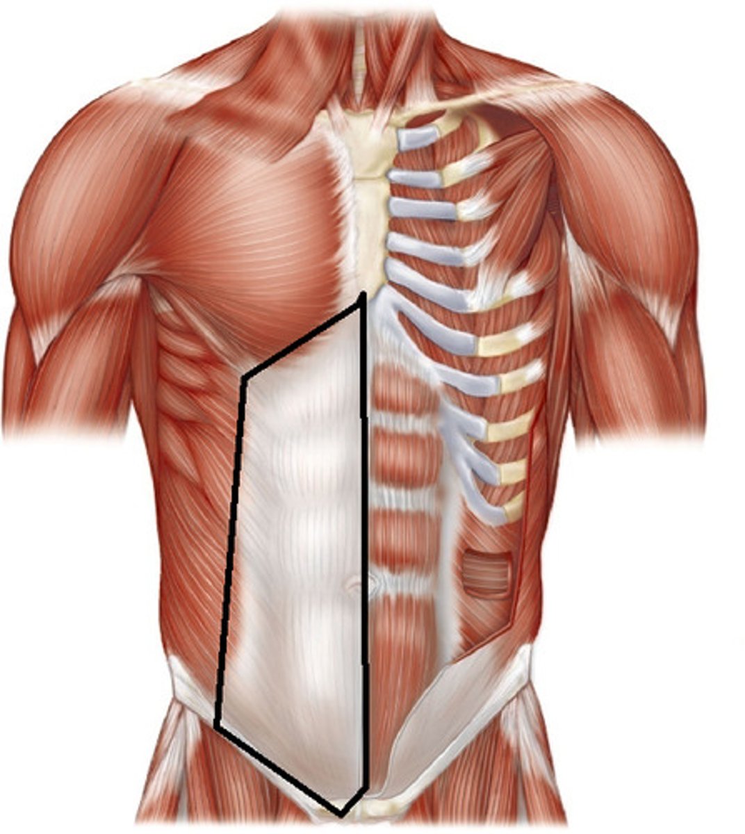 <p>Broad sheetlike tendon connecting muscle to bone.</p>