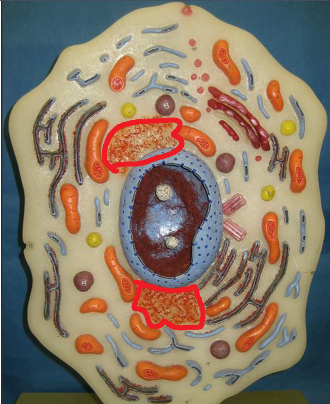 <p>Ribosomes</p>