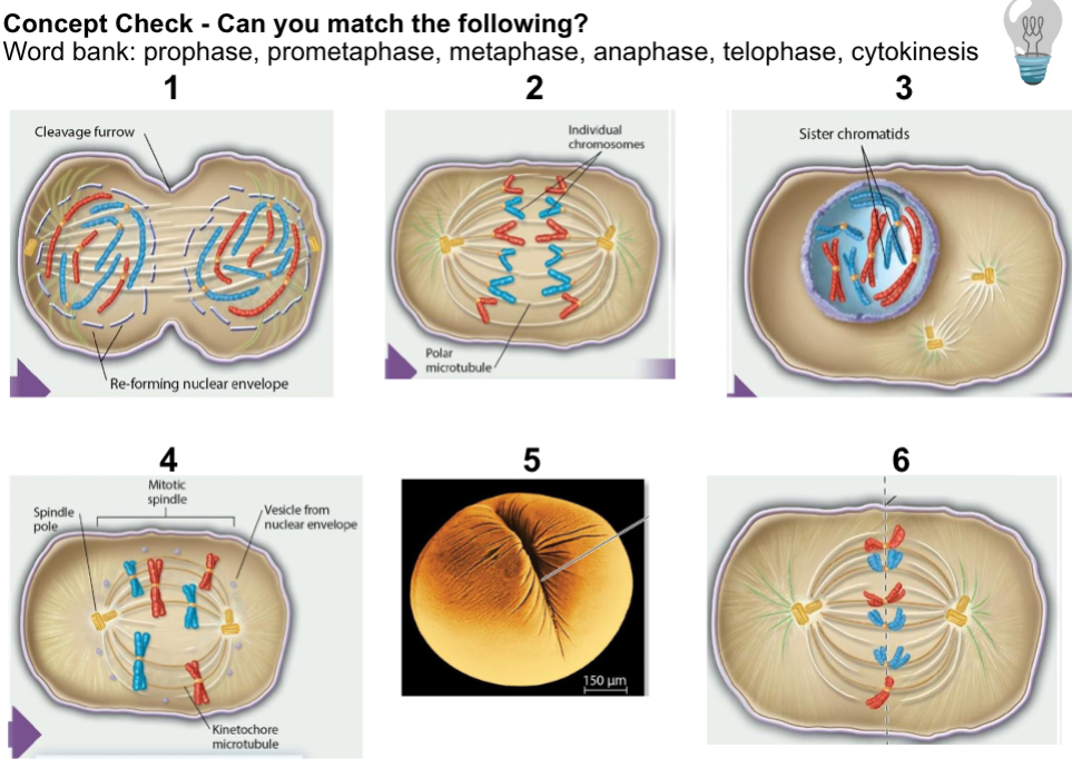 <p>Match the following pictures to the correct stage of mitosis.</p>