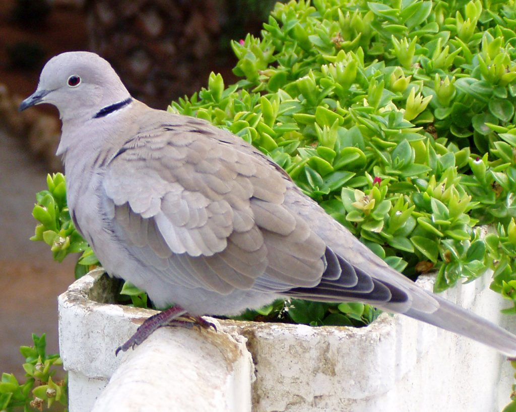 <p>celá šedavá</p>