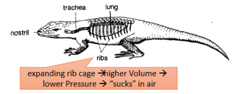 <p>• Tetrapods</p><p>• Snakes and legless lizards—are classified as tetrapods -- descended from four-</p><p>limbed ancestors</p><p>• Scaly skin, containing the protein keratin and waxy lipids -- key adaptations that permitted reptiles to live on land</p><p>• Cannot use their skin for respiration, like amphibians -- breathe with lungs</p><p>• Negative-pressure breathing by expanding rib cage -- more efficient than</p><p>“gulping” air by fish &amp; amphibians (positive-pressure breathing)</p>