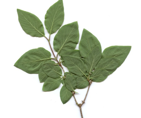 <p>Lonicera xylosteum - puhastolistno kosteničevje</p><p>Caprifoliaceae - kovačnikovke </p>