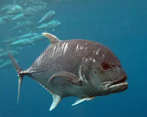 <p>What fish is this</p>